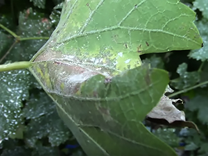 Признаки оидиума на листе винограда
