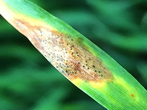 Признаки септориоза на листе пшеницы