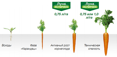 Применение на моркови