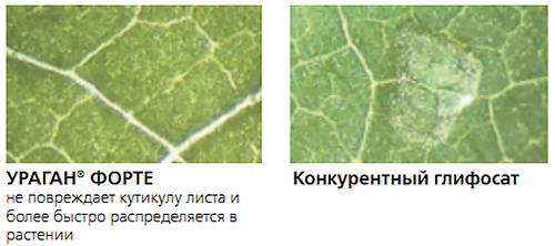 Воздействие ПАВ на листовую поверхность